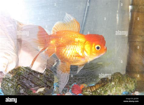 AQUARIUS FISH .